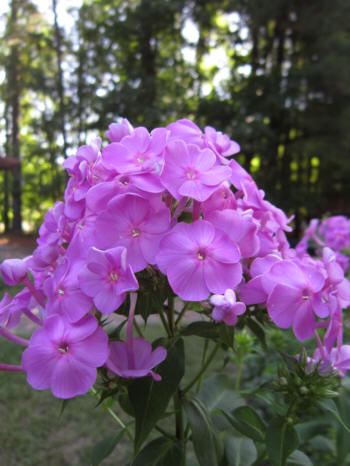 phlox