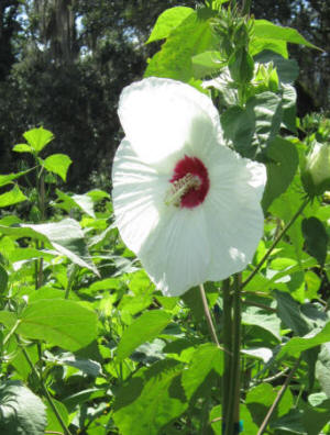 white flower
