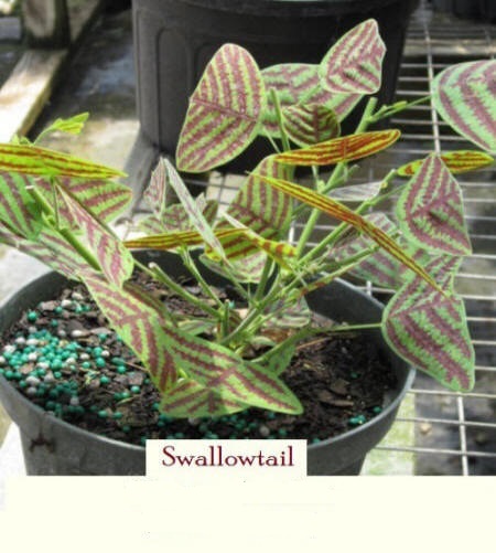 swallowtail