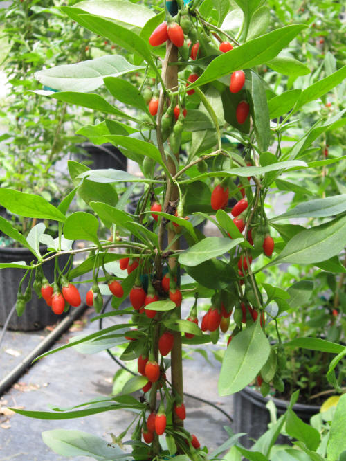 Goji