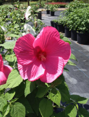 red flower