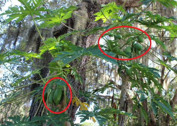 papaya