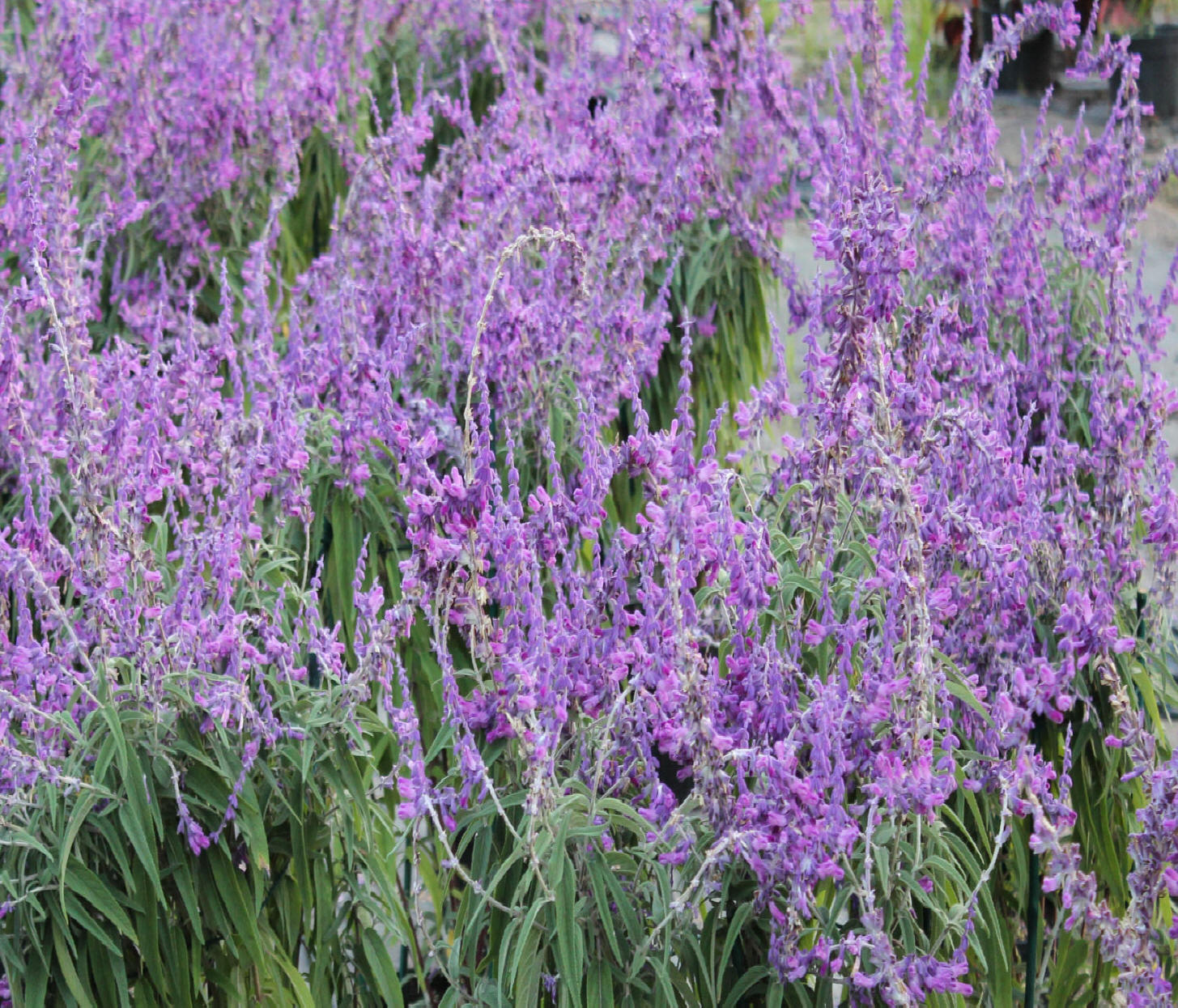 Salvia