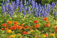 annuals