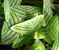 Christia ( Cristia ) obcordata, Christia subcordata, Lourea obcordata, Butterfly Stripe Plant, Swallowtail, Iron Butterfly, Cordata