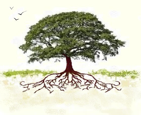 red oak