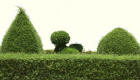 shrubbery