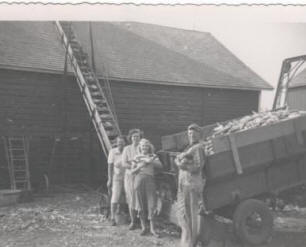 corn crop
